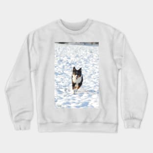 australian shepherd running in snow Crewneck Sweatshirt